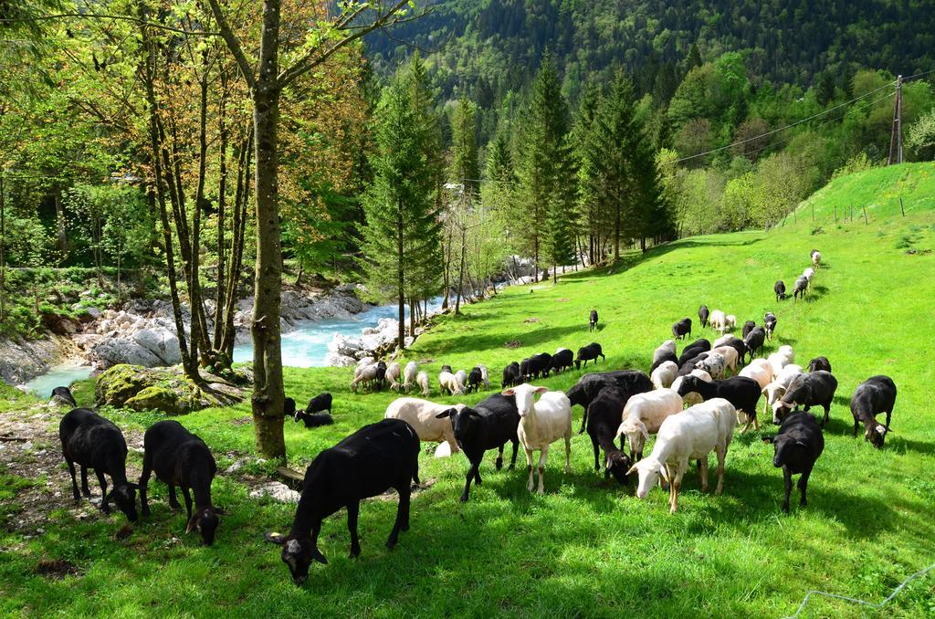 Bovec Home At Three Samoyeds Soca Exterior photo