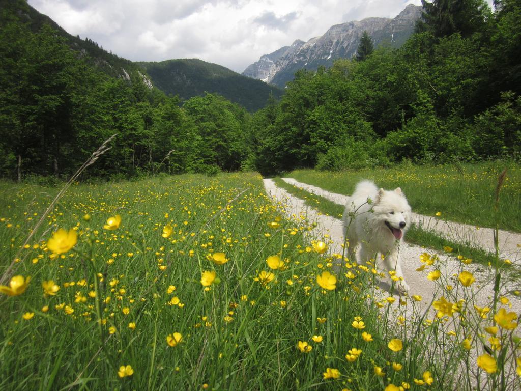 Bovec Home At Three Samoyeds Soca Exterior photo